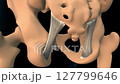 Sacrotuberous ligament anatomy for medical concept 3D animation 127799646