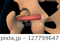 Superior gemellus muscle anatomy for medical concept 3D animation 127799647
