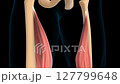 Vastus medialis muscle anatomy for medical concept 3D animation 127799648