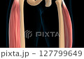 Vastus lateralis muscle anatomy for medical concept 3D animation 127799649