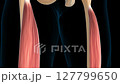 Vastus intermedius muscle anatomy for medical concept 3D animation 127799650