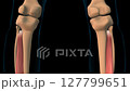 Tibialis posterior muscle anatomy for medical concept 3D animation 127799651