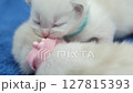 Group of newborn, 1 week old, ragdoll kittens sleeping with eyes closed on the blanket, domestic cat 127815393