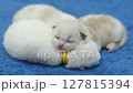 Group of newborn, 1 week old, ragdoll kittens sleeping with eyes closed on the blanket, domestic cat 127815394
