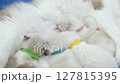 Five Newborn Ragdoll kittens feeding from their mother. 127815395