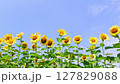 A video of a refreshing blue sky that is typical of midsummer and sunflowers swaying in the wind 127829088