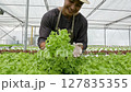 Portrait of Young Asian male gardener picks vegetables and smiles in hydroponic farm 127835355
