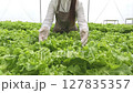 Portrait of Young Asian Female gardener picks vegetables and smiles in hydroponic farm 127835357