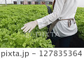 Young Asian farmer working in hydroponic farm 127835364