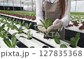Portrait of Young Asian Female gardener picks vegetables and smiles in hydroponic farm 127835368