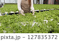 Portrait of Young Asian Female gardener picks vegetables and smiles in hydroponic farm 127835372