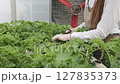 Portrait of Young Asian Female gardener picks vegetables and smiles in hydroponic farm 127835373