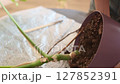 Repotting houseplants, woman gently tilts monstera pot on its side loosening the root ball to gently pull the plant's roots out of the pot, close-up of monstera pot 127852391