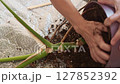 Close-up of woman's hands loosening soil in a monstera pot to gently extract the vine for repotting and replacing the soil, houseplant care 127852392