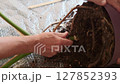 indoor gardener carefully pulls monstera out of pot preserving roots, close-up of plant root system, houseplant care and repotting concept and repotting tropical monstera 127852393