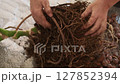 Female hands carefully straightening the roots of a monstera, removing old soil from the roots and checking integrity of root system, close-up of a monstera, preparing for repotting houseplants 127852394