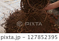 Footage of replanting monstera, gardener carefully straightening monstera roots removing old soil from roots, close-up and selective focus on monstera roots and preparing for replanting houseplants 127852395