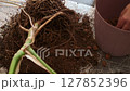Using expanded clay to create drainage in a pot after transplanting a monstera, a gardener carefully collects and adds expanded clay, real-time footage 127852396
