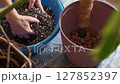 A woman's hands carefully mix soil and perlite to prepare the soil for planting a monstera and adds the prepared enriched soil to the pot, the concept of caring for and transplanting houseplants 127852397