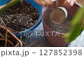 The process of transplanting a monstera, adding ash and fresh potting soil with perlite in a new monstera pot, real-time video of step-by-step repotting of houseplants 127852398