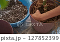 Gardening moment - woman places monstera in a new pot, carefully supports the plant and lays down roots, indoor plant care and gardening hobby 127852399