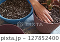 Transplanting a monstera, a female gardener adds soil with perlite to freshly planted monstera in a new pot, real-time video of step-by-step repotting of houseplants 127852400