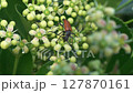 A closeup view of an insect resting on a flowering plant, showcasing natures beauty and diversity 127870161