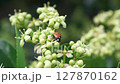 A Beautiful Ladybug Resting on Blossoming Green Flowers in Stunning Nature Surroundings 127870162