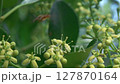 A Bee Pollinating Various Beautiful and Colorful Flowers Amidst Natures Diverse Ecosystem 127870164
