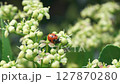 A ladybug resting on blooming flowers in a vibrant spring garden full of life and color 127870280