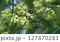 A CloseUp of Different Insects Actively Pollinating Beautiful Vibrant Yellow Flowers 127870281