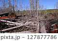 Dead trees lie scattered in logged forest, signaling major environmental change, disruption. 127877786