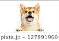 工作室拍攝的柴犬在白色背景上張開嘴巴吠叫的視頻 127891960