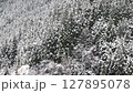 Snow falling in Iya, Tokushima 127895078