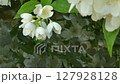 Branches with blooming mock orange 127928128