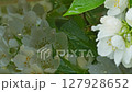 A blooming branch of jasmine is reflected in rainwater 127928652