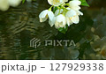 A blooming branch of jasmine is reflected on the surface of rainwater 127929338