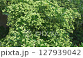 A lush green flowering shrub adorned with tiny, bright yellow blossoms creates a vibrant scene 127939042