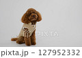 An adorable brown dog dressed in a stylish and fashionable outfit that showcases its charm 127952332