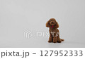An Adorable Poodle Sitting Gracefully on a White Background, Perfect for Dog Lovers 127952333