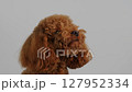 An Adorable Brown Poodle has been beautifully Captured in a Delightful Profile Shot 127952334
