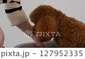 Grooming a Poodle The Essentials of Trimming and Effectively Maintaining a Fluffy Coat 127952335