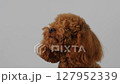 An Adorable Chocolate Poodle Captured Beautifully in a Profile Shot with Joy and Love 127952339