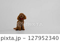 An Adorable Brown Poodle Sitting Gracefully in a Charming, Welcoming Environment 127952340