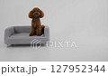 A Cute Brown Dog Sitting Comfortably on a Cozy and Inviting Sofa in a Beautiful Home 127952344