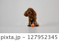 A cute little Poodle with a colorful ball is eagerly ready to engage in a fun playtime activity 127952345