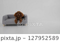 Adorable and cute dog comfortably relaxing on a small and cozy couch in a lovely home setting 127952589