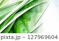 Green and white stripes move and transform on a subtly textured background 127969604