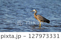 Slow motion footage of a white faced heron catching dinner in water 127973331