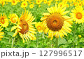 Sunflowers swaying in the wind stock video 127996517